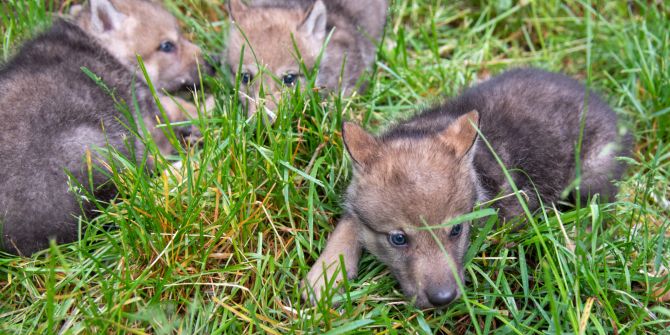 Wolf Jungtiere