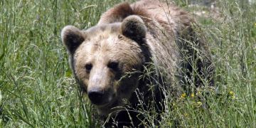 Braunbär Rumänien Bär