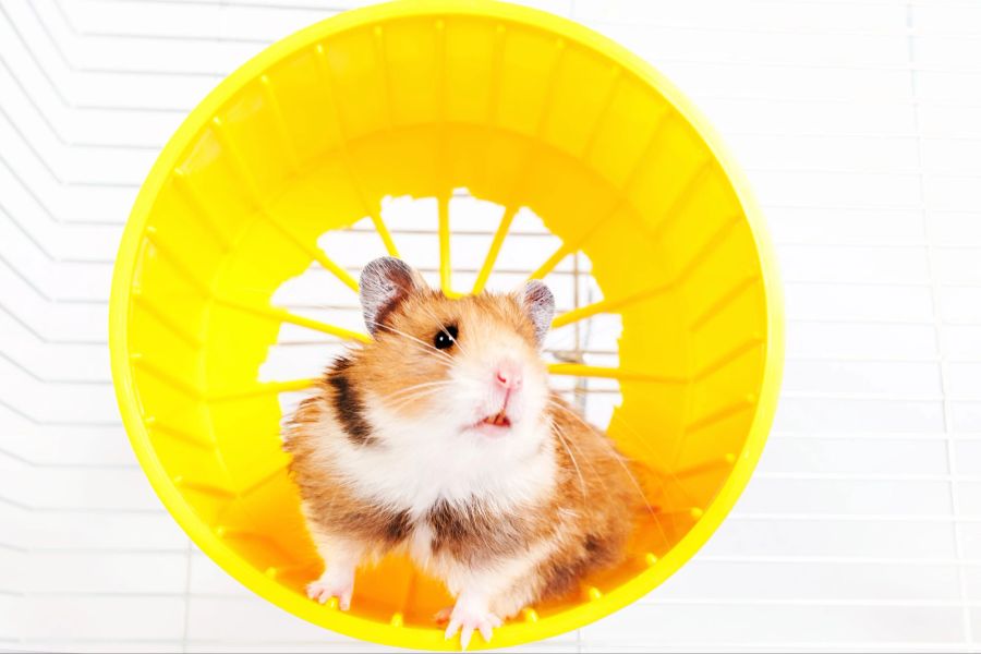 Hamster