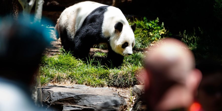 Panda
