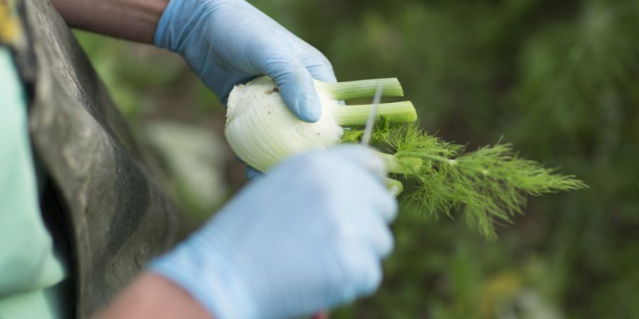 Mit dem Fenchel sind die Zürcher Bauern wegen des Hitzesommers nicht zufrieden. Viele Exemplare haben braune Ränder und bildeten Blüten statt Knollen. (Symbolbild)