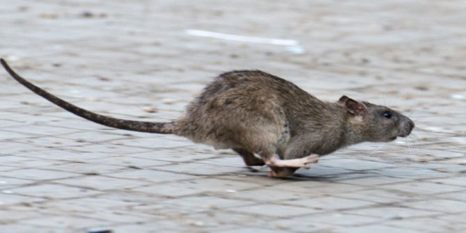 Ratte Ratten Maus