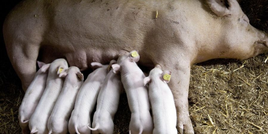 Rund 5200 Schweine mussten im Kanton Luzern wegen der Lungenkrankheit Enzootische Pneumonie getötet werden. (Symbolbild)