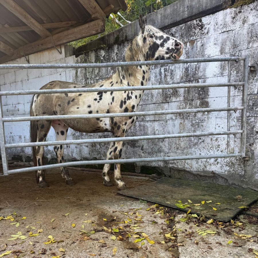 Die vorgefundene Situation zeigte eine mangelhafte Haltung der Pferde unter anderem durch fehlende Einstreu im Liegebereich und eine vernachlässigte Tierpflege.