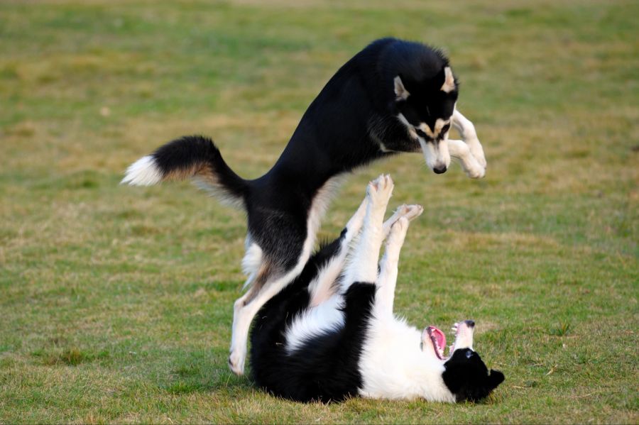 Zwei Hunde spielen auf dem Gras.