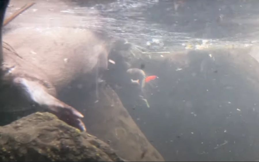 Denn der Fischotter gilt in der Schweiz seit den 1980er-Jahren als ausgestorben. Ihr erstes Treffen unter Wasser verlief jedoch nicht ganz ohne Komplikationen: Cleo fauchte Tom an.