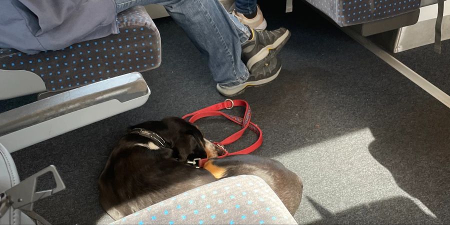 SBB Hund