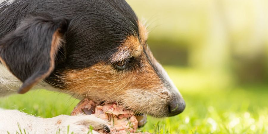 Hund mit Fleisch