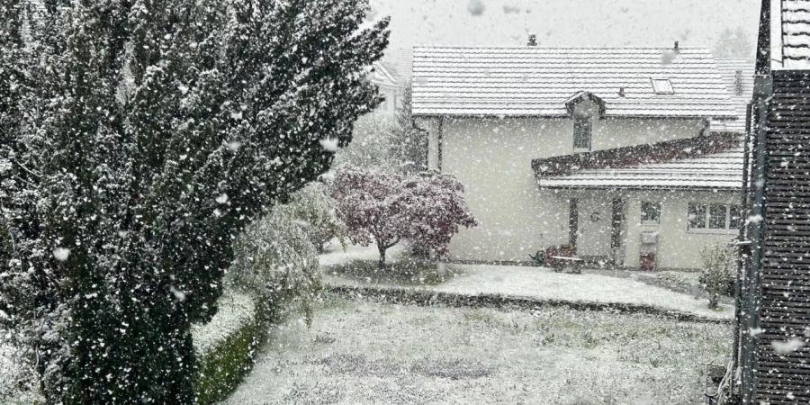 Dass es am Wochenende gar schneite wie hier in Urdorf ZH, treibt Spinnen aber vermehrt in unsere Häuser.