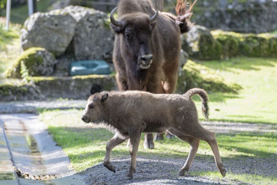 Wisent