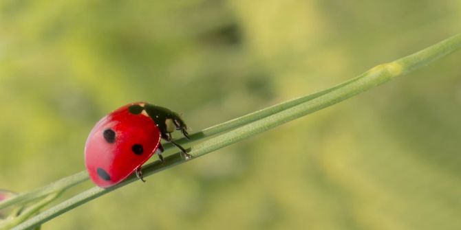 Marienkäfer Halm grün Insekten