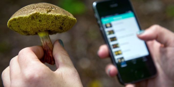 Das Pilzesammeln ist wieder angesagt. Experten warnen jedoch davor, sich bei der Bestimmung von Pilzen auf Pilz-Apps zu verlassen. Das Pilzesammeln ist wieder angesagt. Experten warnen jedoch davor, sich bei der Bestimmung von Pilzen auf Pilz-Apps zu verlassen.