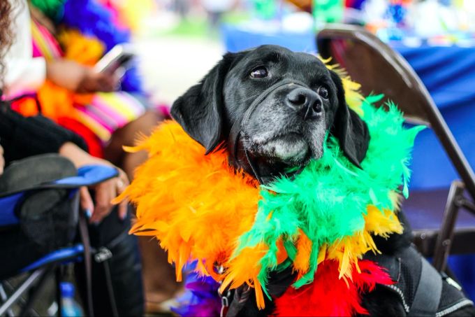 Ein Hund im Kostüm sieht zwar lustig aus, ist für das Tier aber alles andere als lustig. Hund Kostum