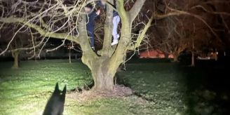 Verhaftet! - Luzerner Polizeihund Dodge jagt zwei Diebe auf Baum Verhaftet! - Luzerner Polizeihund Dodge jagt zwei Diebe auf Baum
