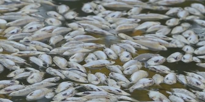 Tote Fische