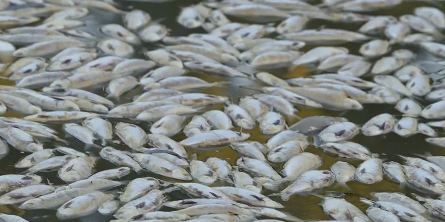 Tote Fische