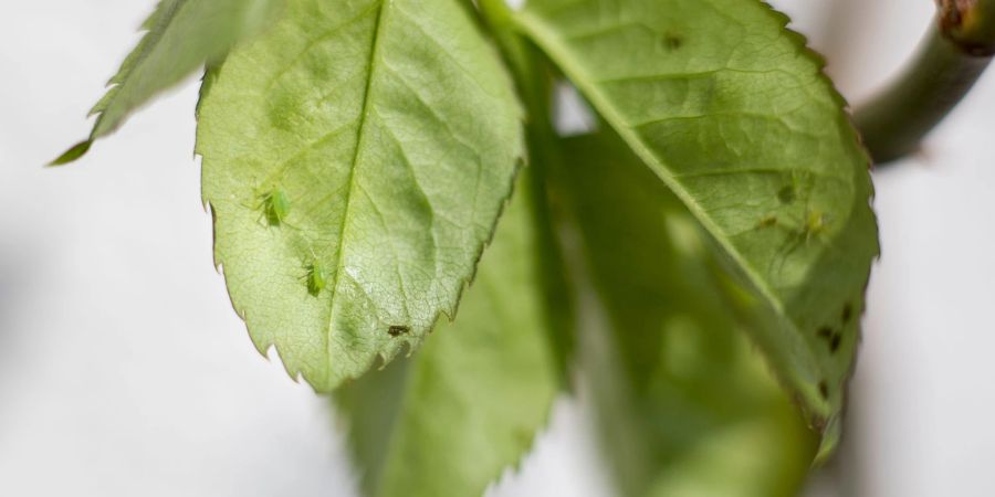 Ein paar Schädlinge am Blatt brauchen noch kein Insektenbekämpfungsmittel.
