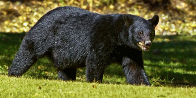 Ein Schwarzbär. (Symbolbild) schwarzbär