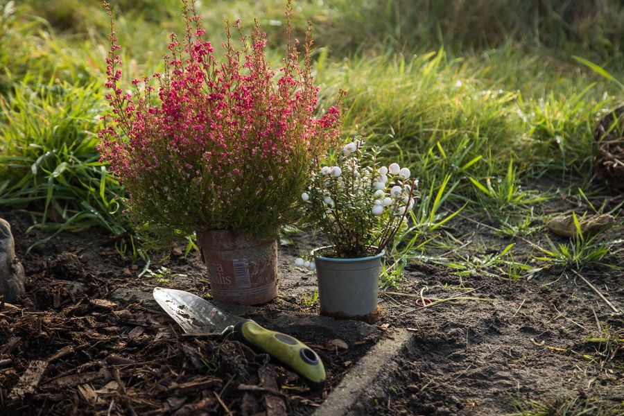 Pflanzsaison Werkzeuge Einsetzen Gartengrün