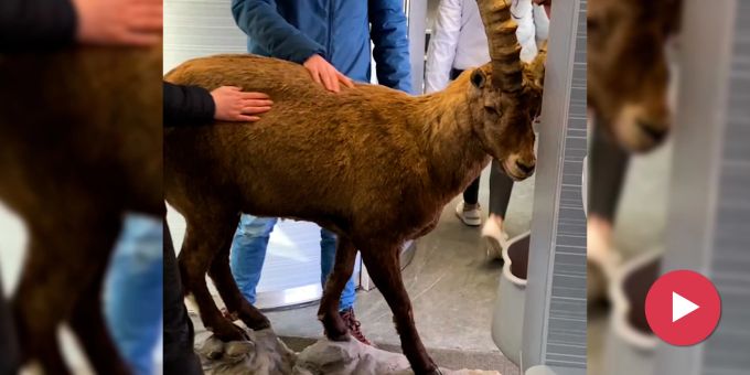 Nach Kuh in St.Gallen - Bündner Witzbolde nehmen Steinbock mit in Zug