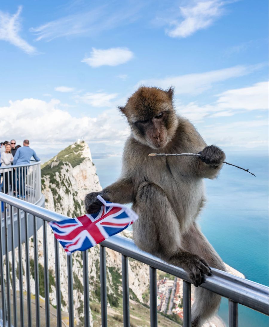 Kronolonie Affen Gibraltar Schutztiere