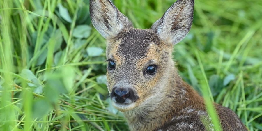 Rehe jagen für den Naturschutz? Für «Bambi»-Fans macht das absolut keinen Sinn. Im Film ist das Reh einfach nur niedlich und der Jäger der Bösewicht. Doch in der Realität ist es viel komplizierter.