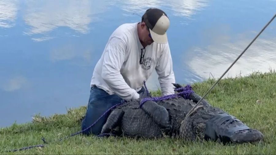 Das Tier wurde von einem professionellen Alligator-Jäger gefangen und an Land gehievt.