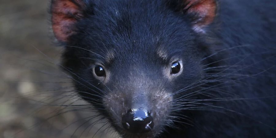 Winston, Cria und Lucas auf grosser Tour: Drei Tasmanische Teufel sind aus verschiedenen Teilen Australiens nach Sydney geflogen worden, um ein Zuchtprogramm für die bedrohten Tiere zu unterstützen. (Archivbild)