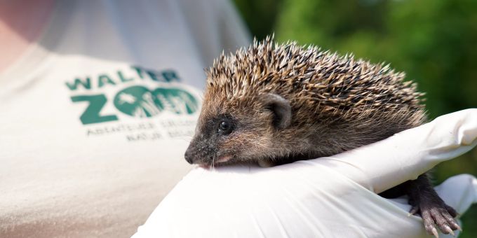 Igelpflegestation im Walter Zoo. Igel.