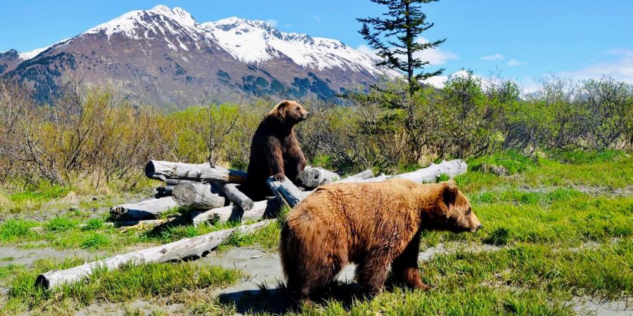 Alaska verletzte Tiere Auswilderung