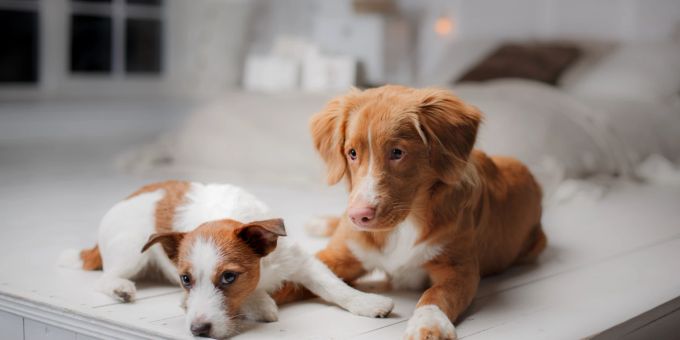 In Mehrhundehaushalten fühlt sich ein Vierbeiner nicht einsam. Zwei Hunde