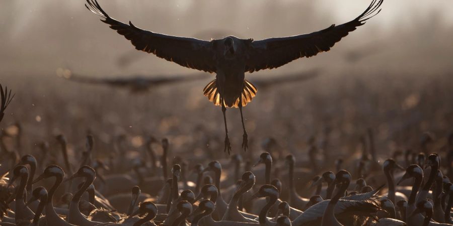 Ziehende Kraniche verweilen in einem Naturschutzgebiet nördlich des Sees Genezareth im Norden Israels.