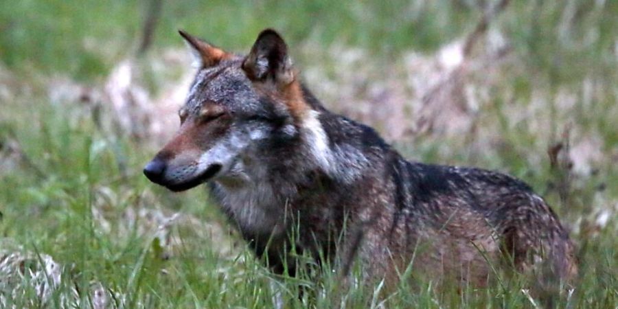 Ein Wolf hat im Kanton Schwyz auf einem Bahngleis den Tod gefunden. (Symbolbild)