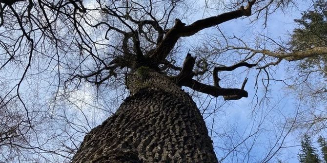 Chalberhau Rümlang Riesenbaum