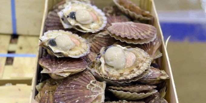 Jakobsmuscheln gelten als Delikatesse Jakobsmuscheln gelten als Delikatesse
