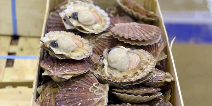 Jakobsmuscheln gelten als Delikatesse