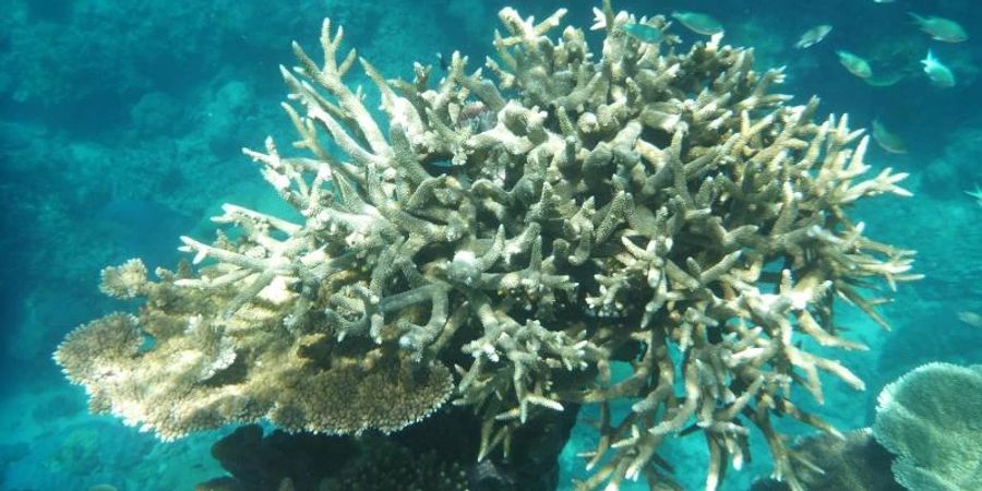 Korallen am Great Barrier Reef, die von der Korallenbleiche betroffen sind, vor der Küste von Cairns. Foto: Daniel Naupold/dpa