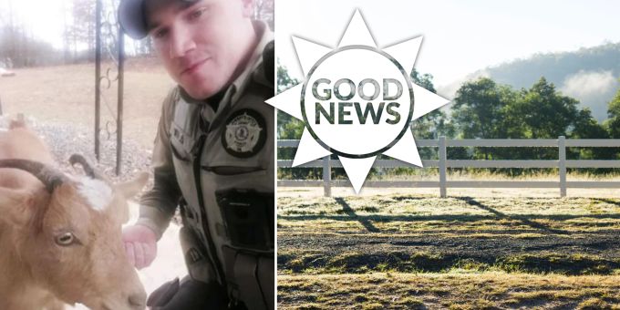 Good News - Ziege verfolgt Verdächtigen – Mann gefasst!
