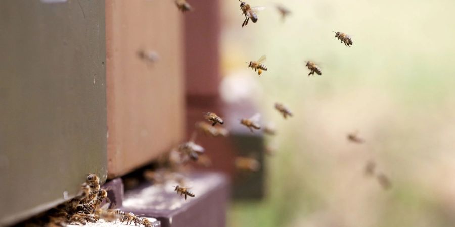 Bienen fliegen zu ihrem Bienenstock. Die deutschen Imkerverbände vermelden Zuwachs - vor allem mehr Frauen begeistern sich für die Tätigkeit.