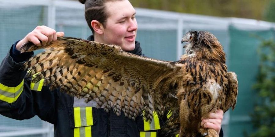 Jaden Ernst, Betreiber einer Wildtierauffangstation, kontrolliert die Flügel von einem Uhu. Foto: Philipp Schulze/dpa