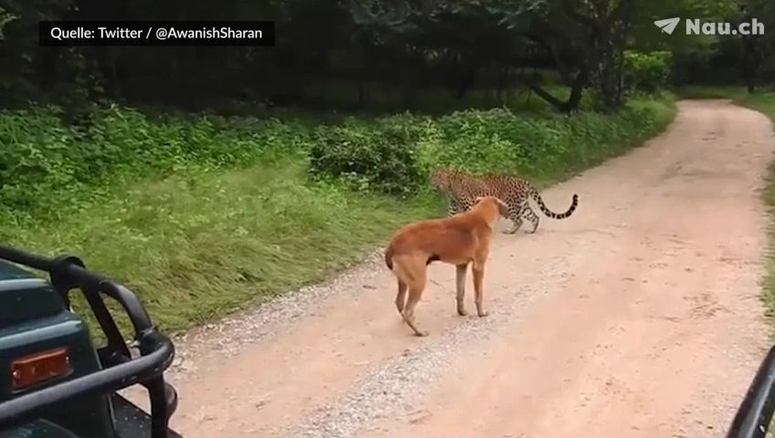 hund-gegen-tiger