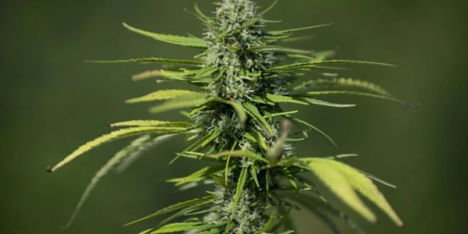 Gegen Schmiergeld - Münchner Arzt verschrieb über 500 Mal Marihuana