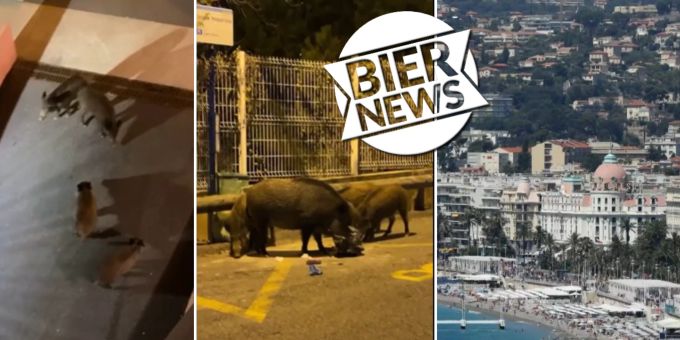 Sogar am Strand - Wildschweine machen Nizza unsicher