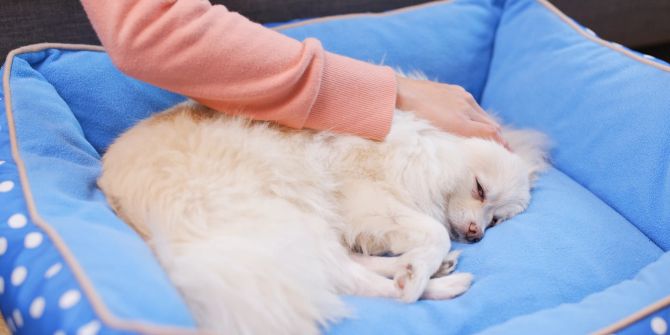 Hund im Hundebett