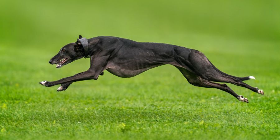 Greyhound