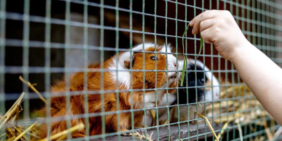 Meerschweinchen in Käfig werden gefüttert