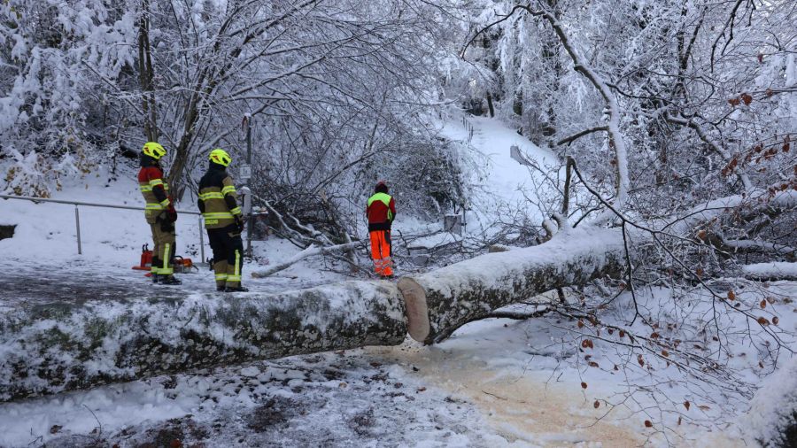 Kanton Zug: Umgestürzter Baum im Bergliweg.