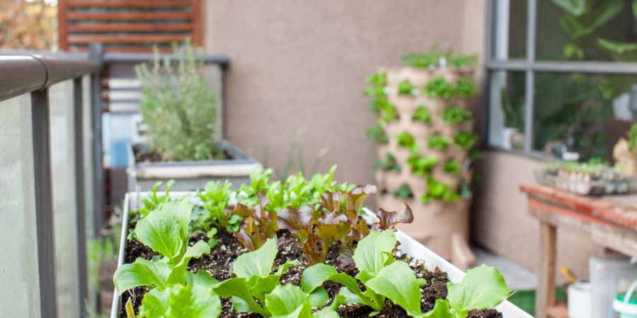 Sie können sogar essbare Pflanzen, wie beispielsweise Salat oder Kräuter, auf dem Balkon anpflanzen.