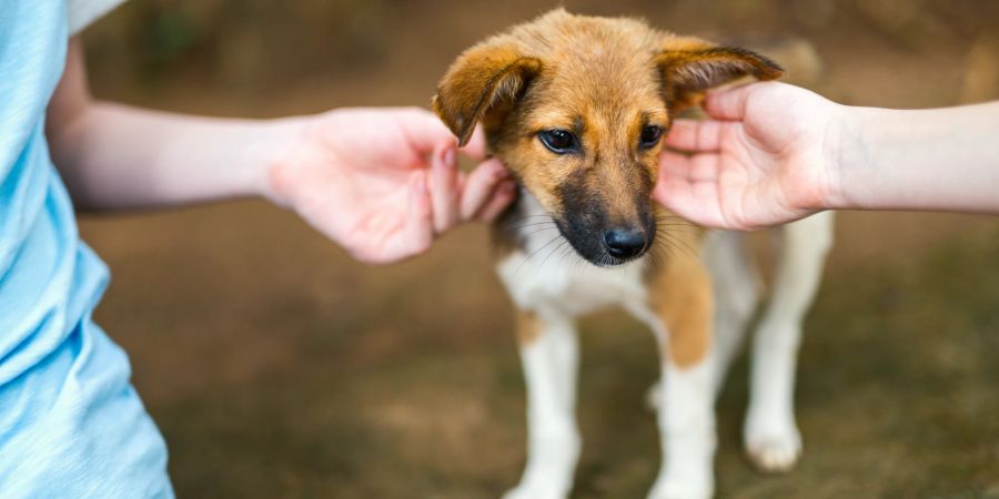 hund tierschutz