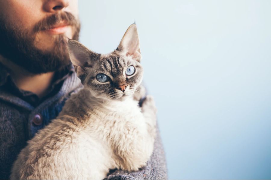 Katze mit Mensch